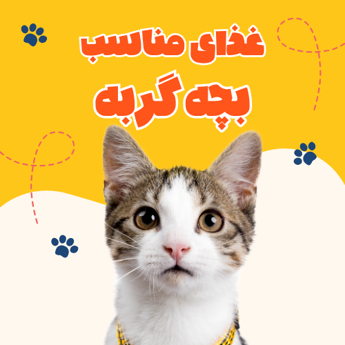 غذای مناسب بچه گربه