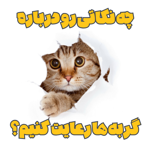 نکاتی درباره نگهداری گربه ها در خانه